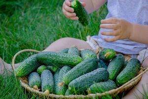 Благодаря крапиве огурцы порадуют щедрым урожаем