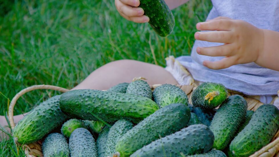 Благодаря крапиве огурцы порадуют щедрым урожаем