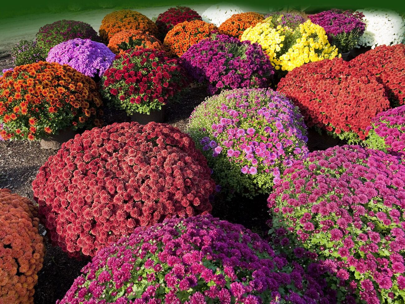 Важливе правило догляду – це обрізання, яке сприяє формуванню більш кущистих і квітучих рослин