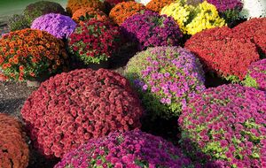 Важливе правило догляду – це обрізання, яке сприяє формуванню більш кущистих і квітучих рослин