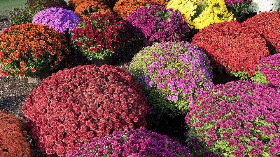 Важливе правило догляду – це обрізання, яке сприяє формуванню більш кущистих і квітучих рослин