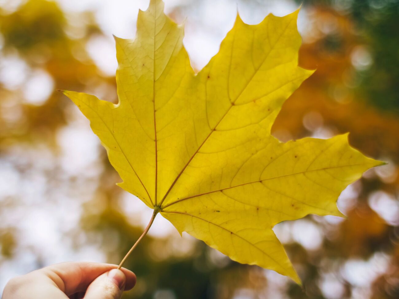 Осадки ожидаются преимущественно на западе и юге страны, на остальной территории – сухо и тепло