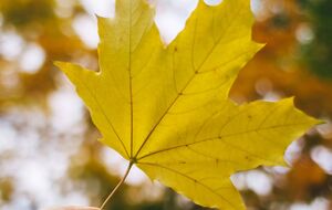 Осадки ожидаются преимущественно на западе и юге страны, на остальной территории – сухо и тепло