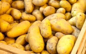 Картопля зберігатиметься довго