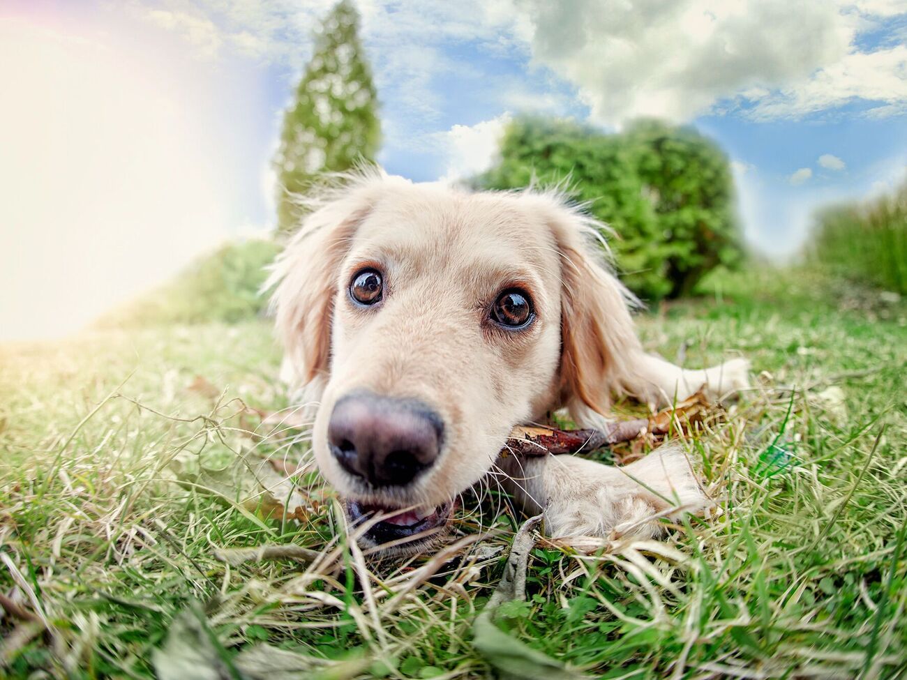 У пожилых собак особые потребности