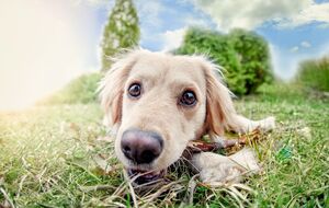 У пожилых собак особые потребности