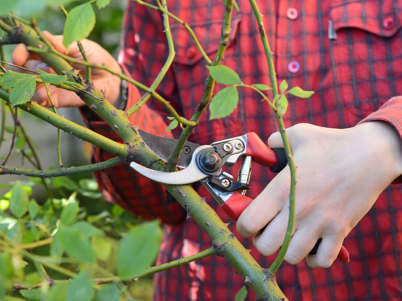 Осенняя обрезка менее травматична, чем весенняя