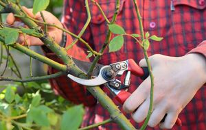 Осенняя обрезка менее травматична, чем весенняя