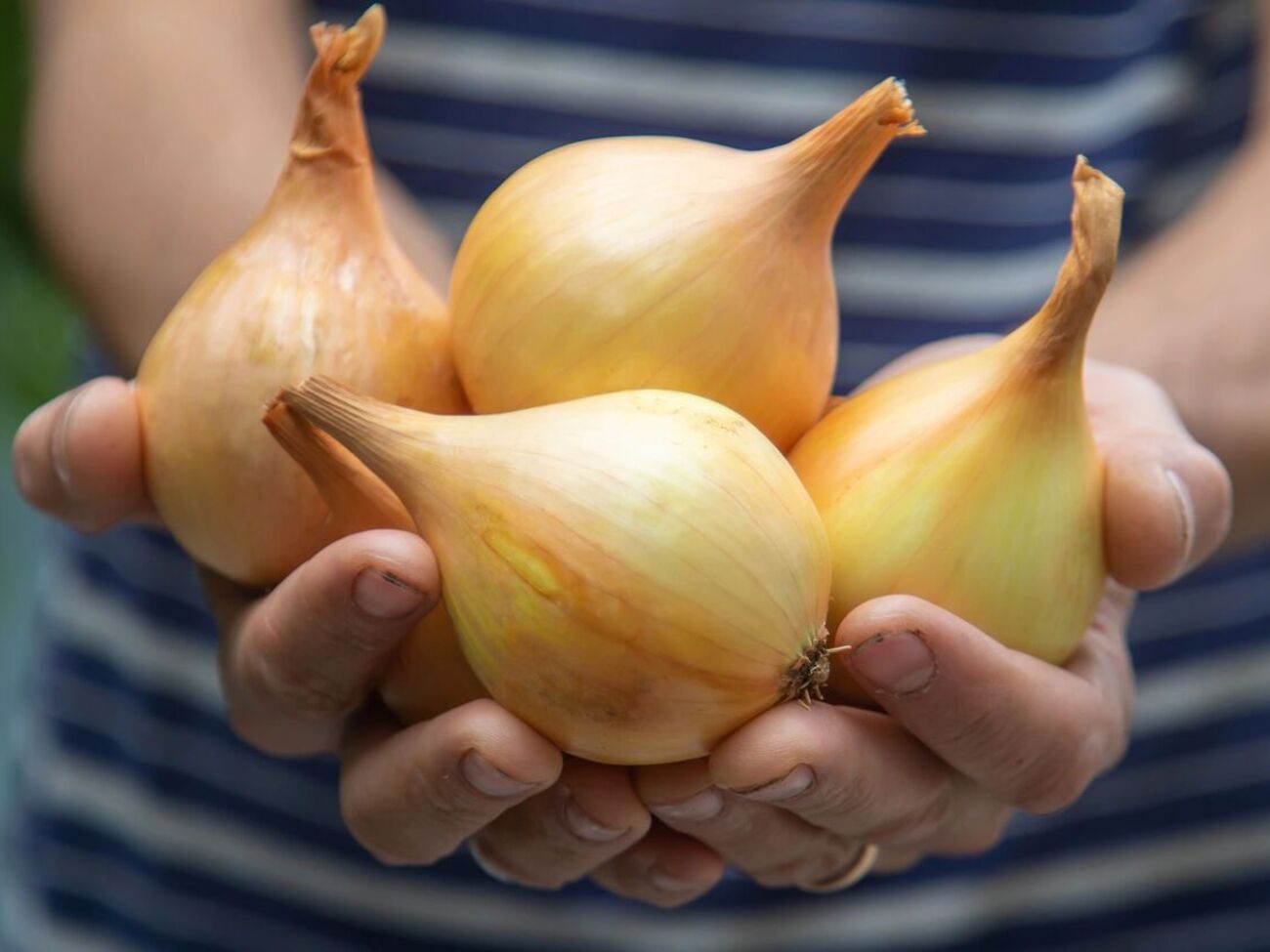 Чтобы лук не начал гнить, его нужно вовремя убрать и хорошо просушить