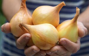 Чтобы лук не начал гнить, его нужно вовремя убрать и хорошо просушить