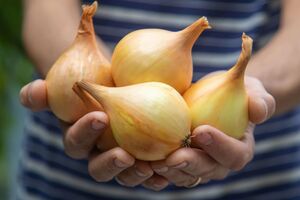 Чтобы лук не начал гнить, его нужно вовремя убрать и хорошо просушить