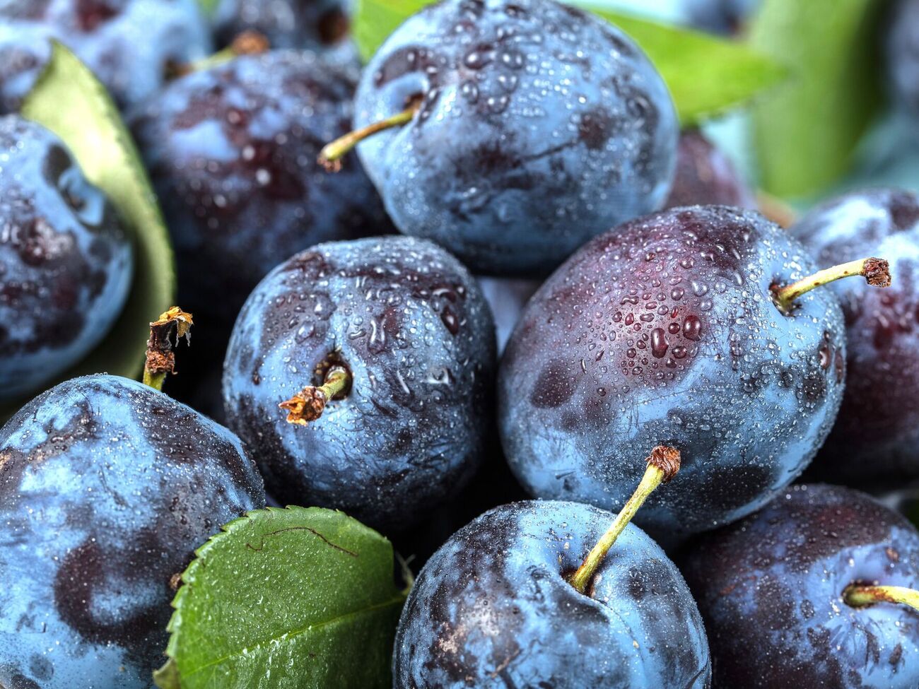 Из слив можно приготовить не только варенье, но и вкусный соус и наливку