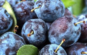 Из слив можно приготовить не только варенье, но и вкусный соус и наливку