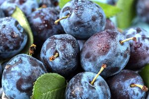 Из слив можно приготовить не только варенье, но и вкусный соус и наливку