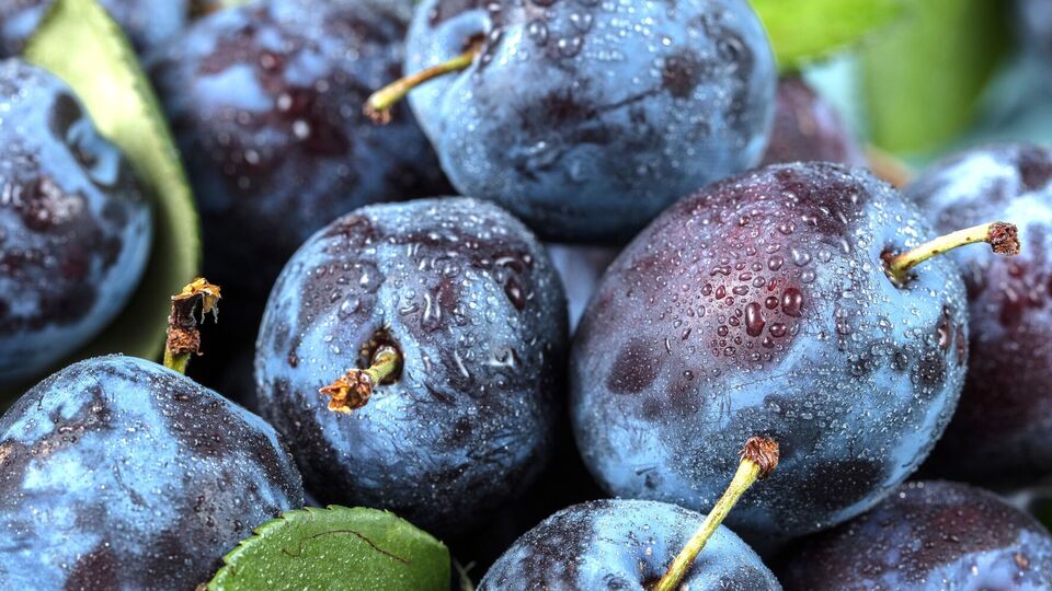 Из слив можно приготовить не только варенье, но и вкусный соус и наливку