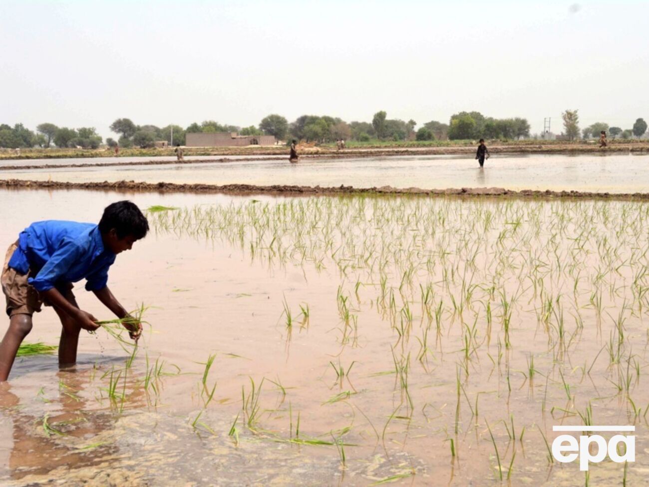 Индия и Пакистан – крупнейшие производители риса басмати в мире