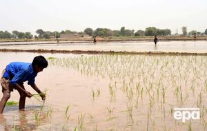 Индия и Пакистан – крупнейшие производители риса басмати в мире
