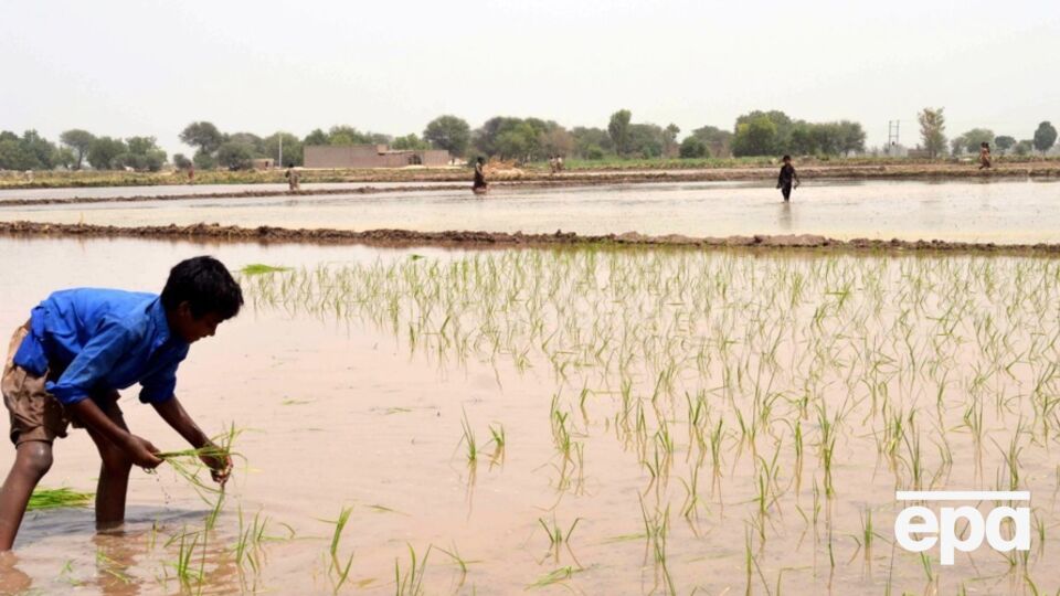 Индия и Пакистан – крупнейшие производители риса басмати в мире