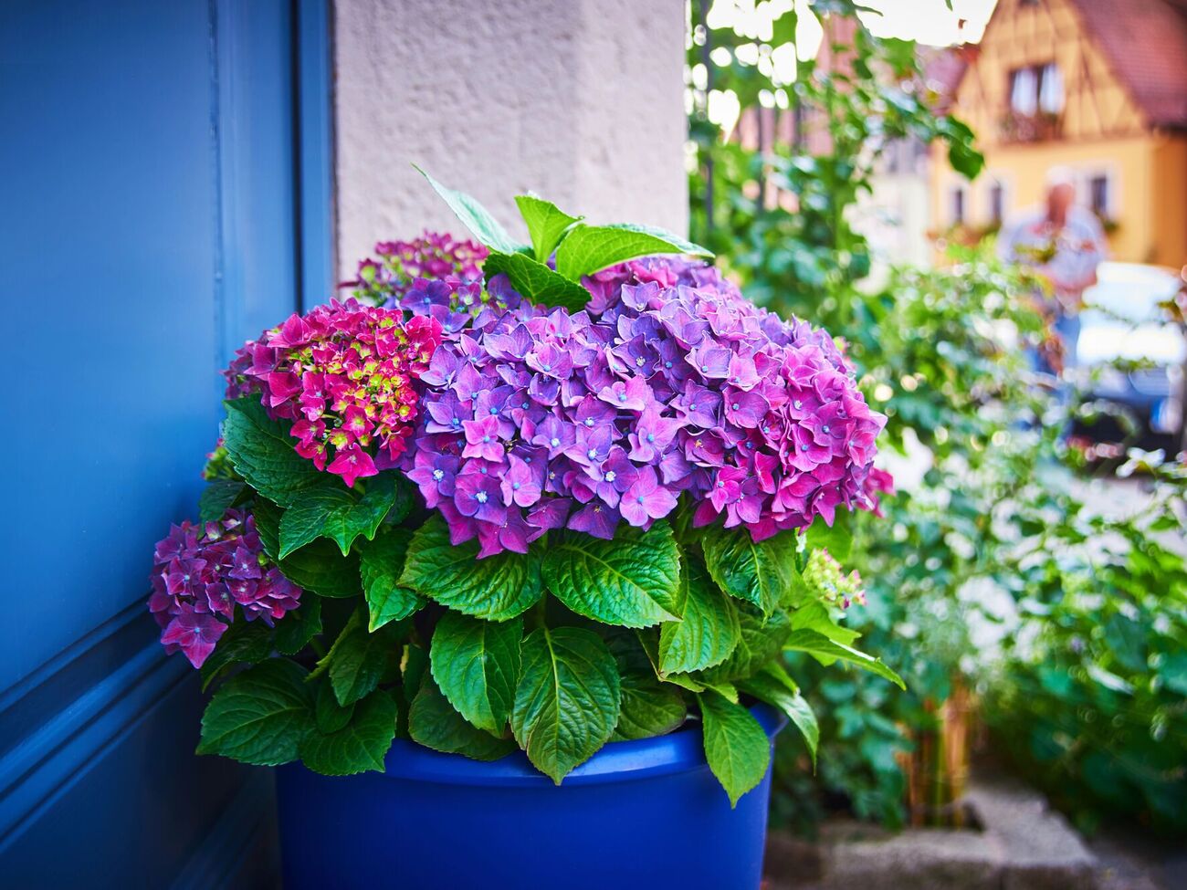 Молодые саженцы гортензий лучше хранить при прохладной температуре