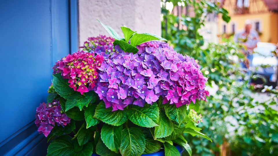 Молодые саженцы гортензий лучше хранить при прохладной температуре