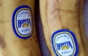 По наклейкам на бананах можно определить, являются ли они ГМО