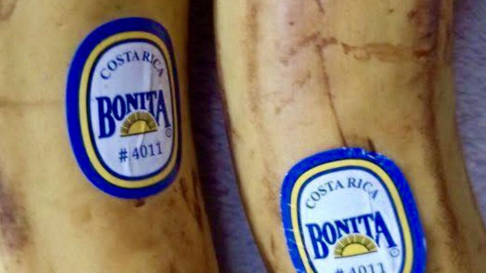 По наклейкам на бананах можно определить, являются ли они ГМО