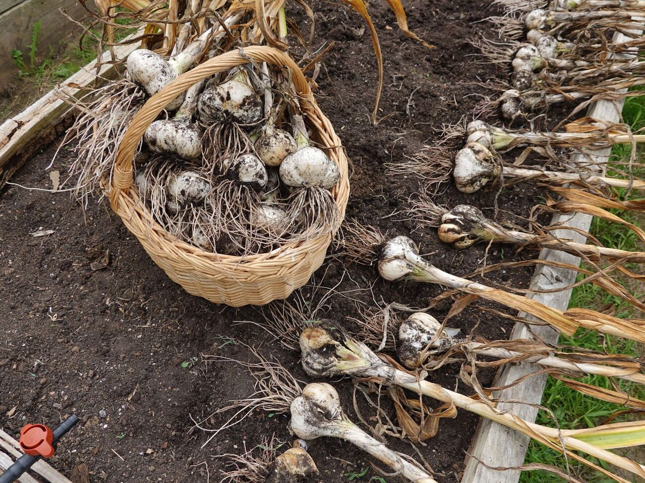 Перед новой посадкой землю следует подготовить – перекопать, обработать от вредителей и внести удобрения