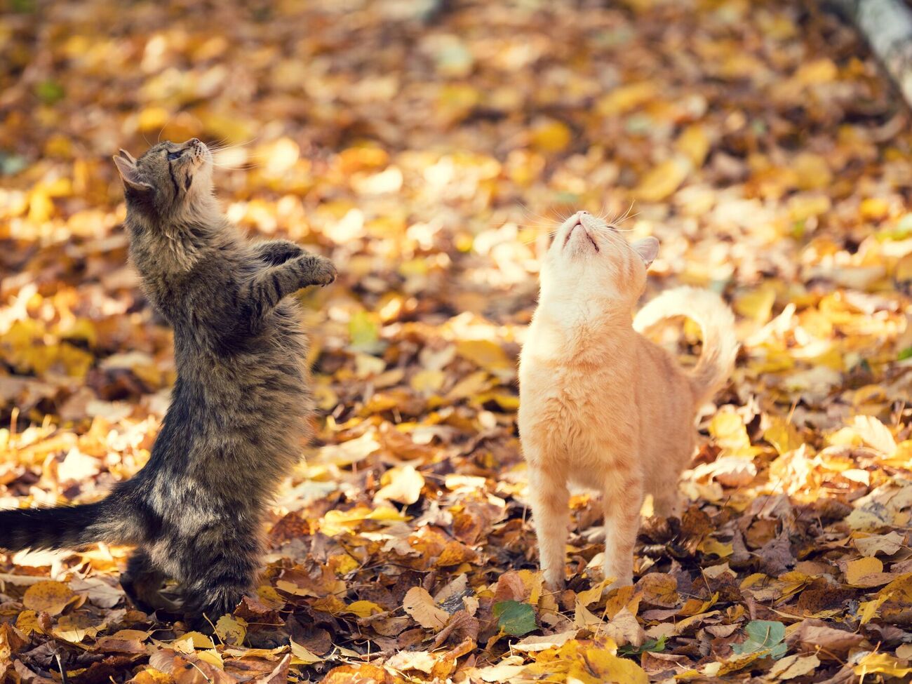 Синоптик сравнила с котом антициклон Oldenburgia