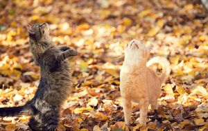 Синоптик сравнила с котом антициклон Oldenburgia