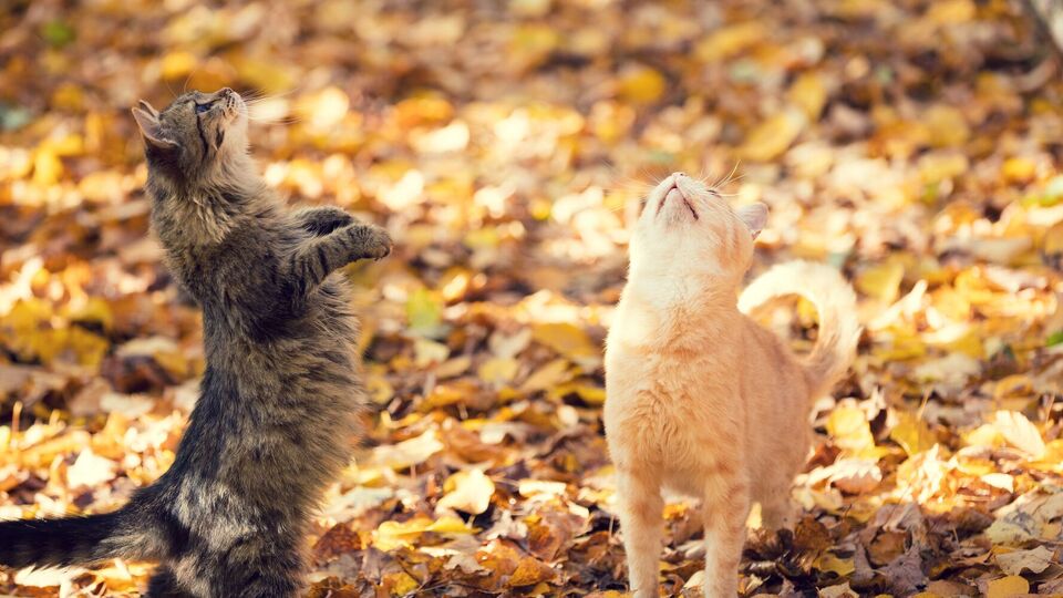 Синоптик сравнила с котом антициклон Oldenburgia