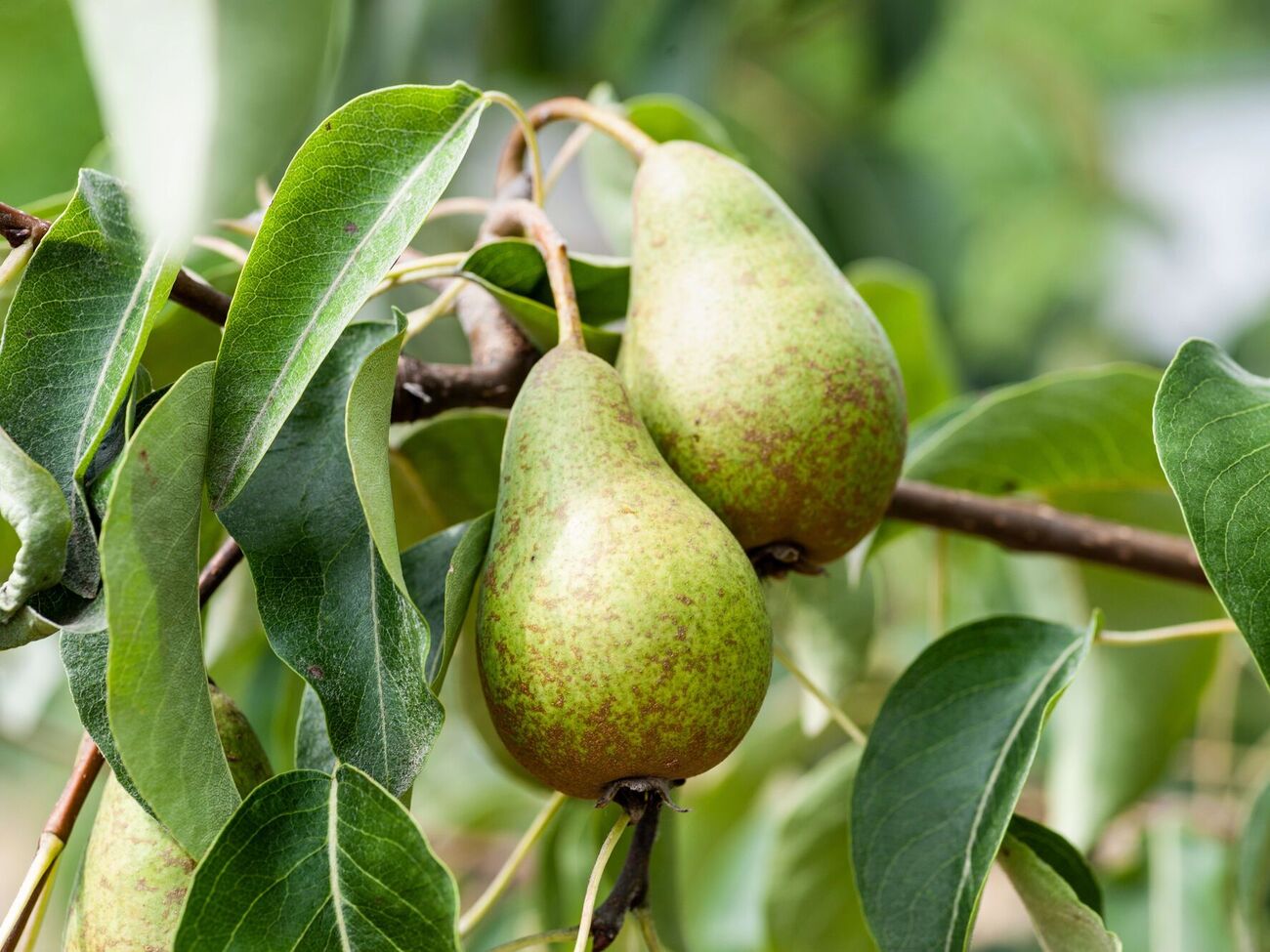 Побілка є найпростішим способом захистити дерева перед холодами