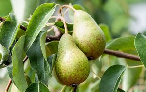 Побілка є найпростішим способом захистити дерева перед холодами