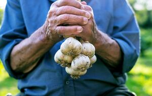 Чеснок очень требователен к качеству почвы