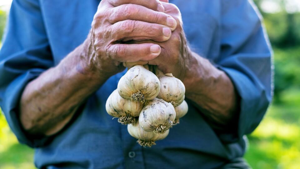 Чеснок очень требователен к качеству почвы