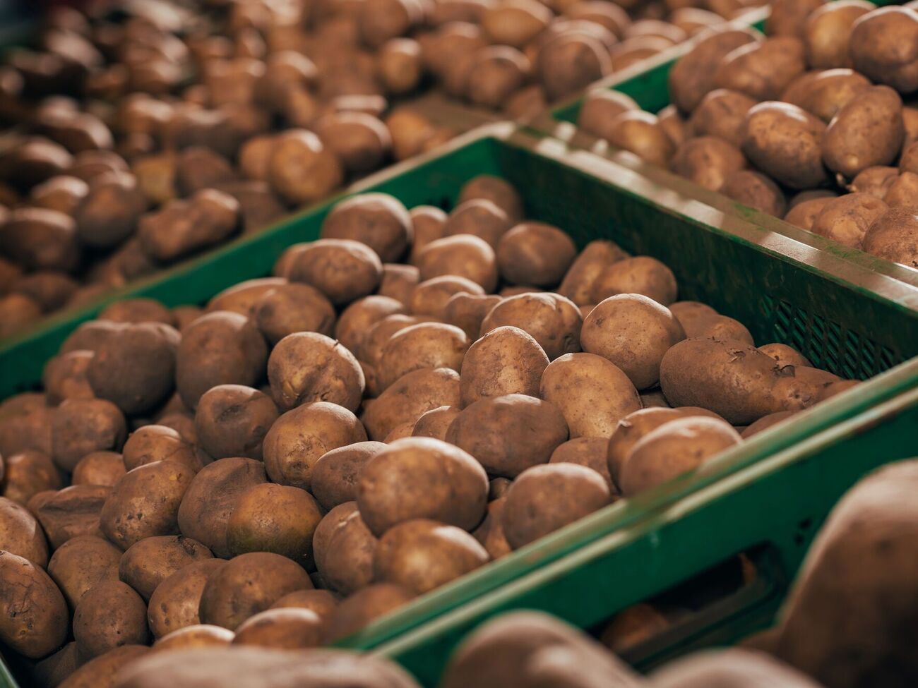 Выгоднее всего делать запасы картофеля в конце сентября – в первой половине октября, считают эксперты