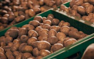 Выгоднее всего делать запасы картофеля в конце сентября – в первой половине октября, считают эксперты