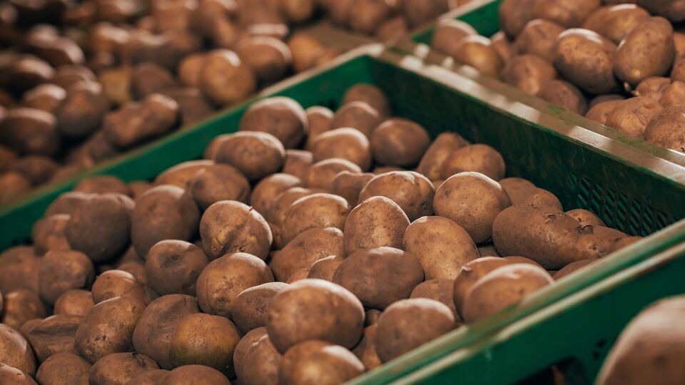 Найвигідніше робити запаси картоплі наприкінці вересня – у першій половині жовтня, вважають експерти