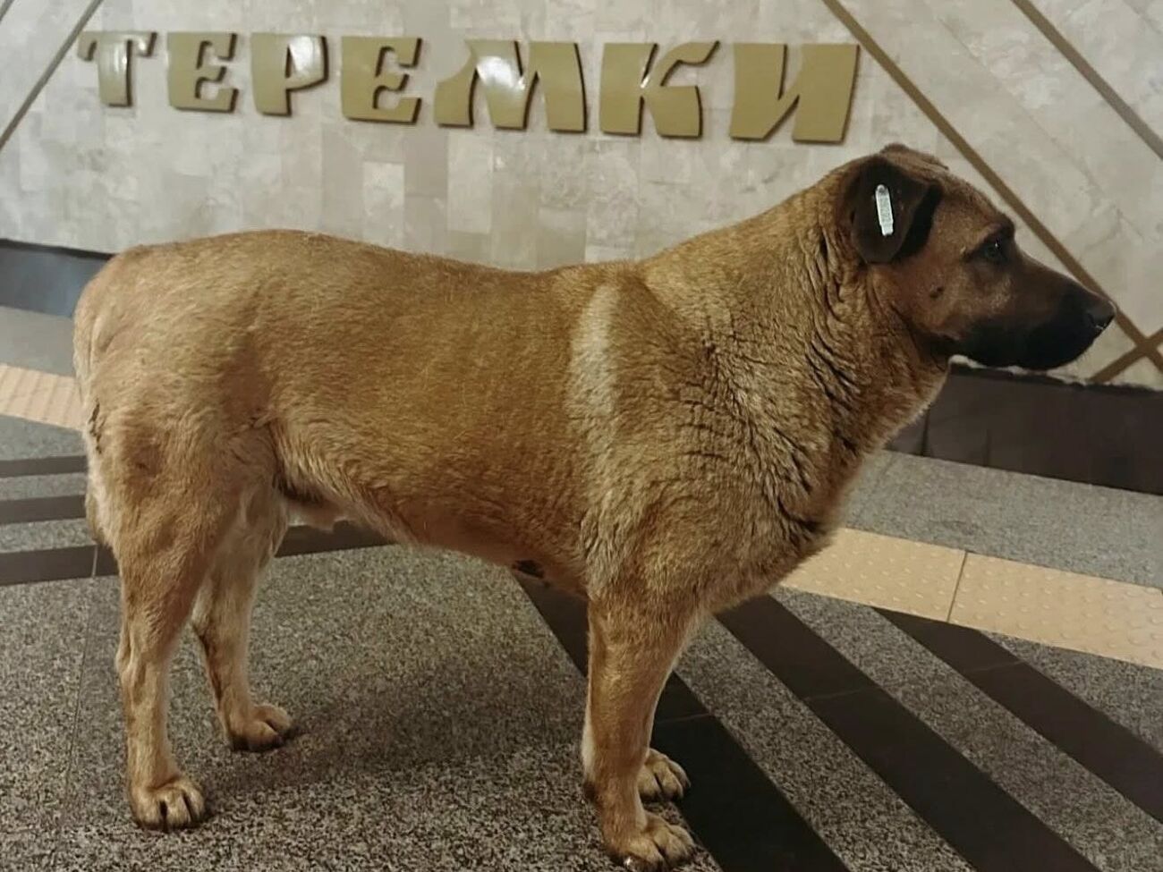 Из-за собаки в Киеве разгорелся скандал