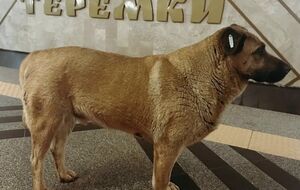 Из-за собаки в Киеве разгорелся скандал