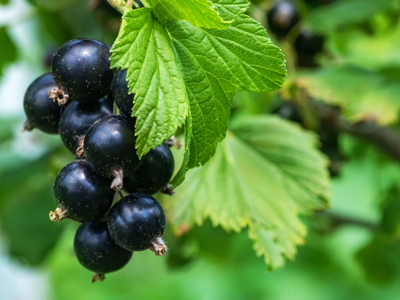 Иногда овощи плохо растут на неподходящей почве