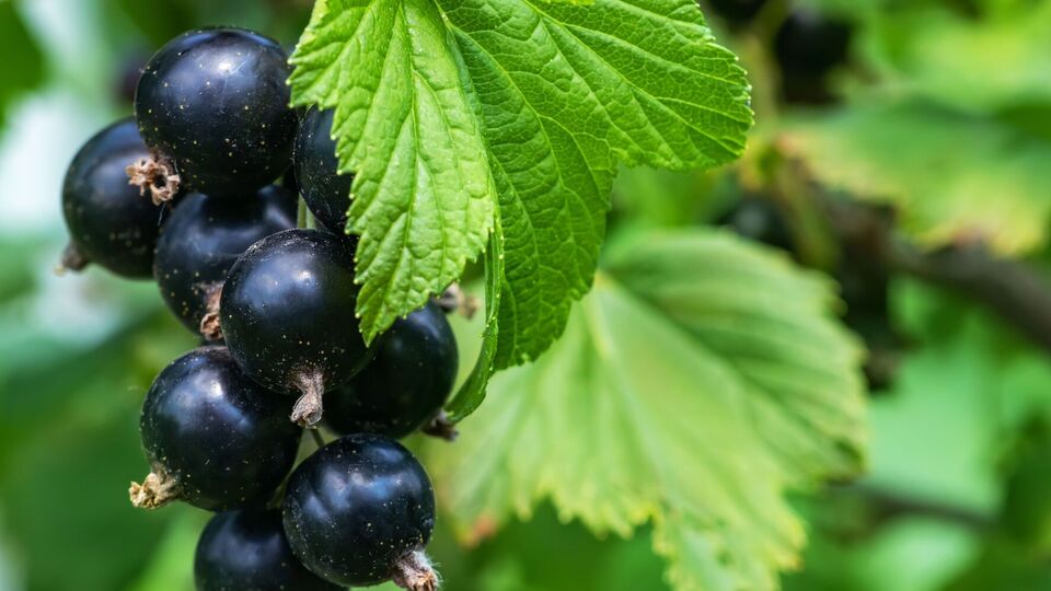 Иногда овощи плохо растут на неподходящей почве