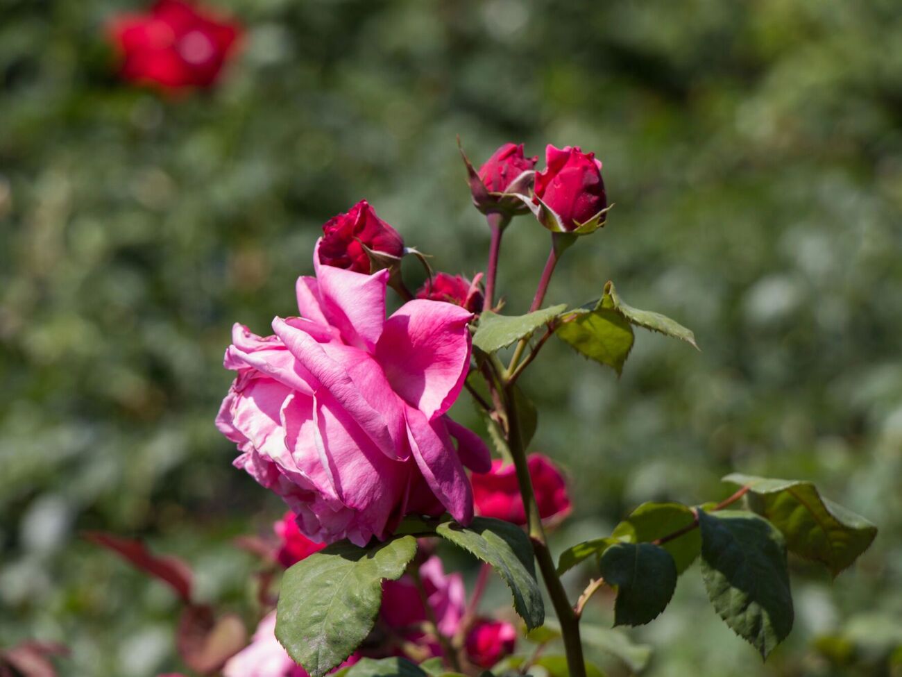 Якщо цьогоріч троянди були заражені сірою гниллю, потрібно обов'язково видалити уражені частини і знищити рослинні рештки