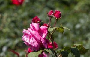 Якщо цьогоріч троянди були заражені сірою гниллю, потрібно обов'язково видалити уражені частини і знищити рослинні рештки