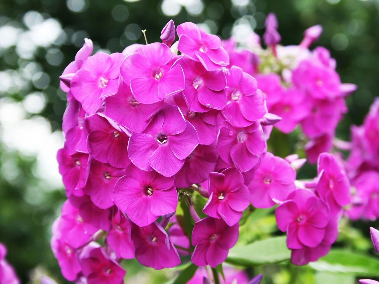 Щоб флокси мали яскраво виражений аромат, їх треба підживити попелом