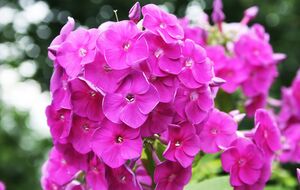 Щоб флокси мали яскраво виражений аромат, їх треба підживити попелом