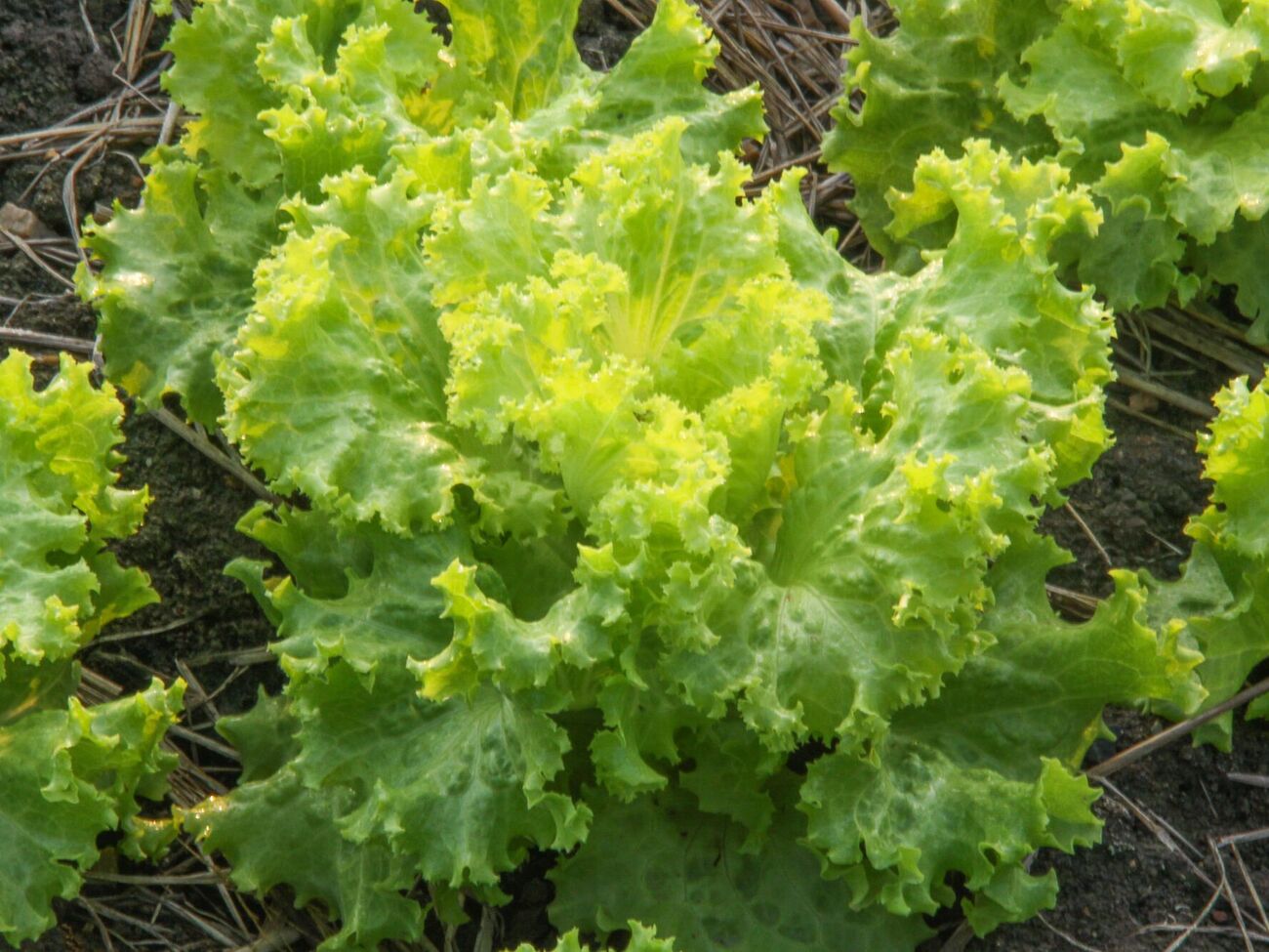 Салат сходит быстро