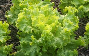 Салат сходит быстро