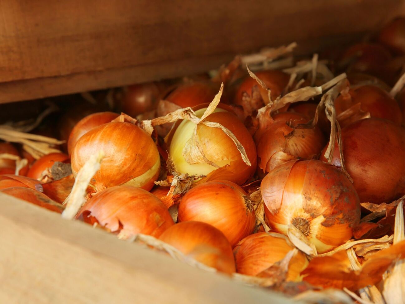 В сухих помещениях с температурой 23 °C лук может спокойно храниться и полгода, даже если речь идет о квартире