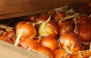 В сухих помещениях с температурой 23 °C лук может спокойно храниться и полгода, даже если речь идет о квартире