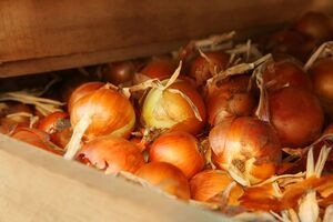 В сухих помещениях с температурой 23 °C лук может спокойно храниться и полгода, даже если речь идет о квартире